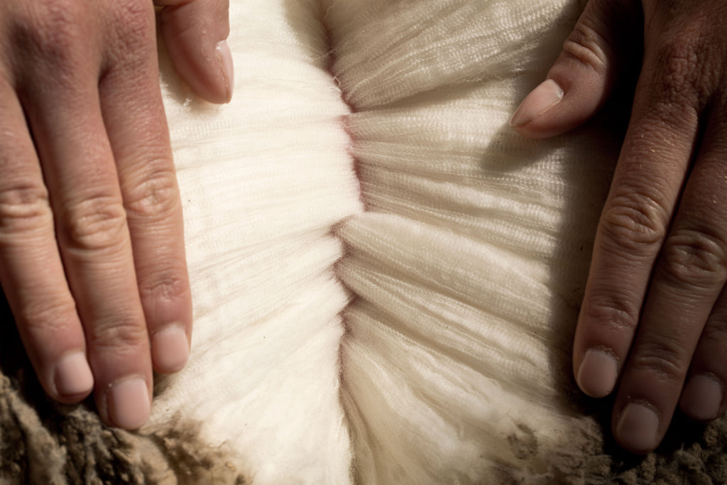 Hands pulling apart Merino wool to show the fibers