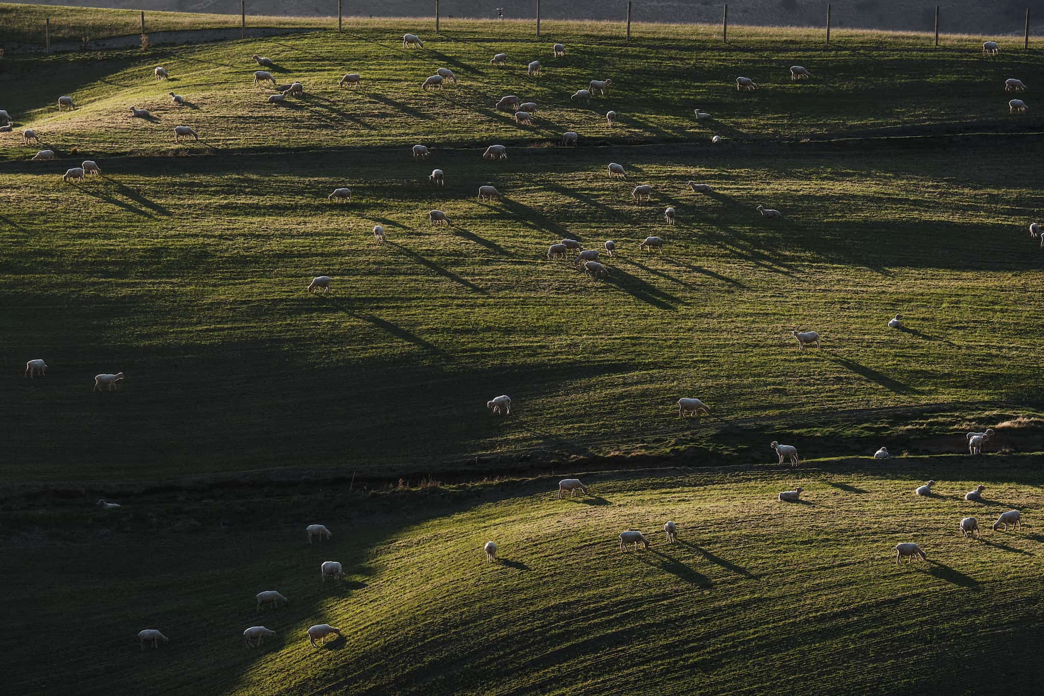A herd of Merino wool sheep graze in a green pasture in New Zealand