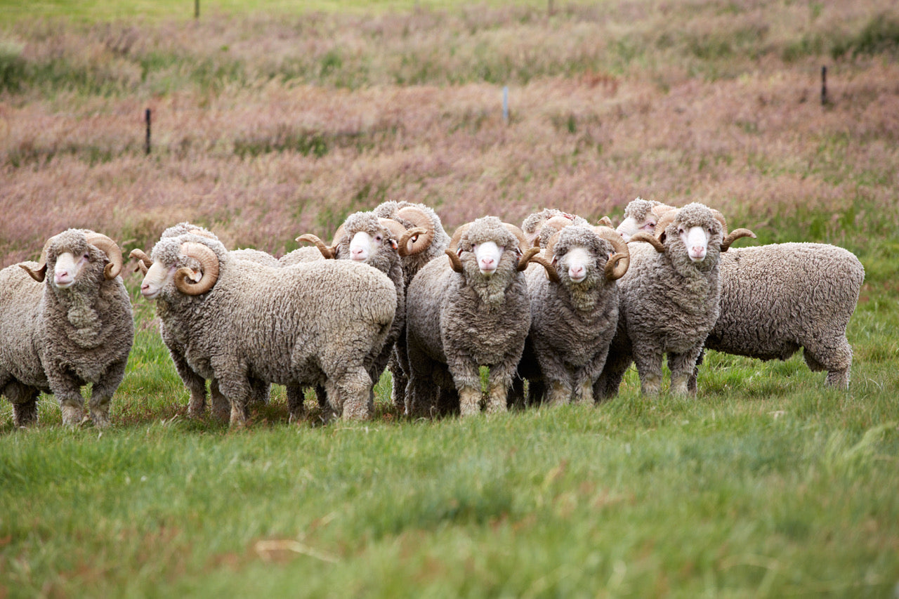 a herd of Merino wool sheep