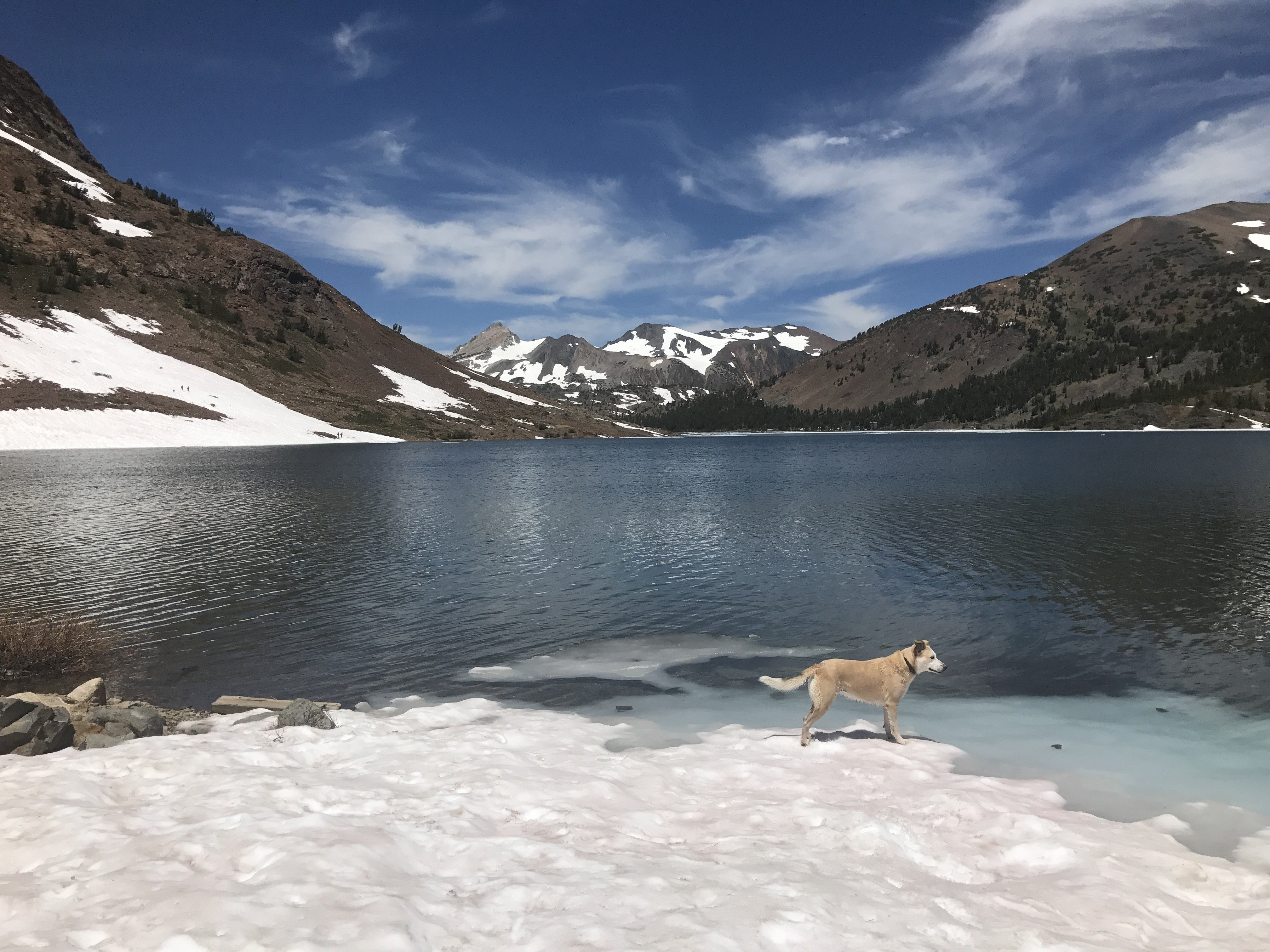 a yellow lab dog hangs out by a half frozen alpine lake in the summer
