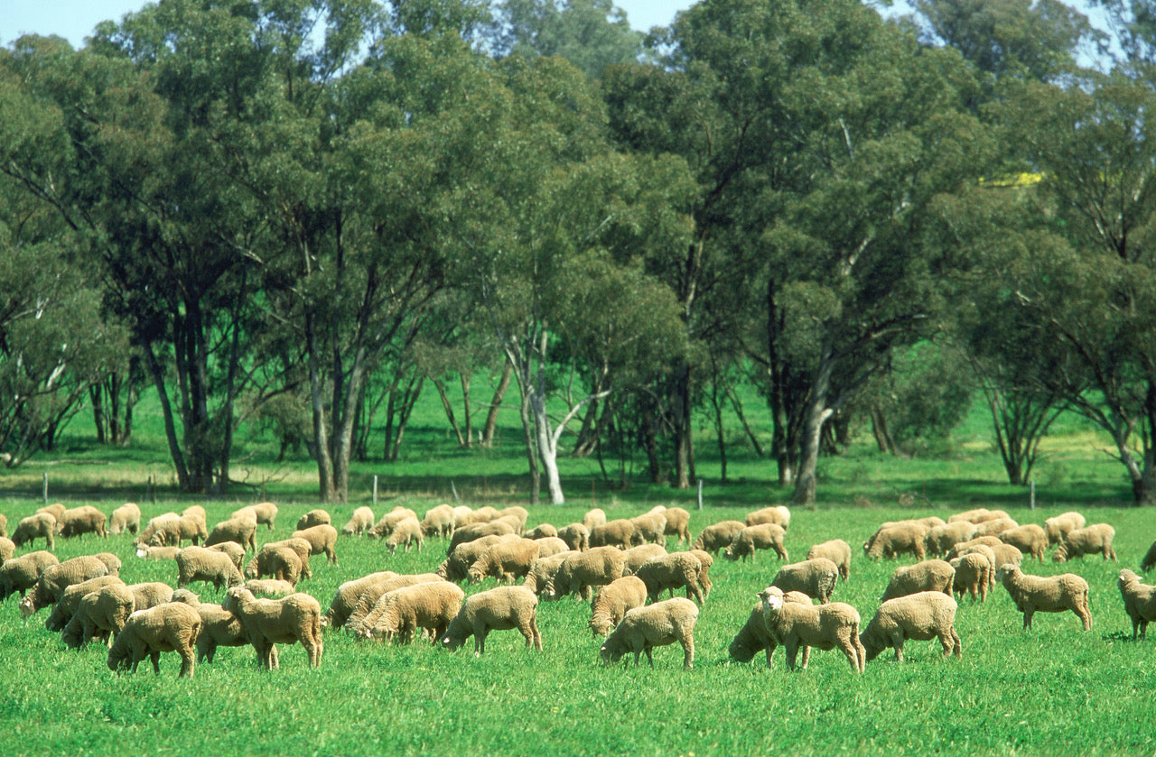 a flock of sheep grazing on a lush green pasture