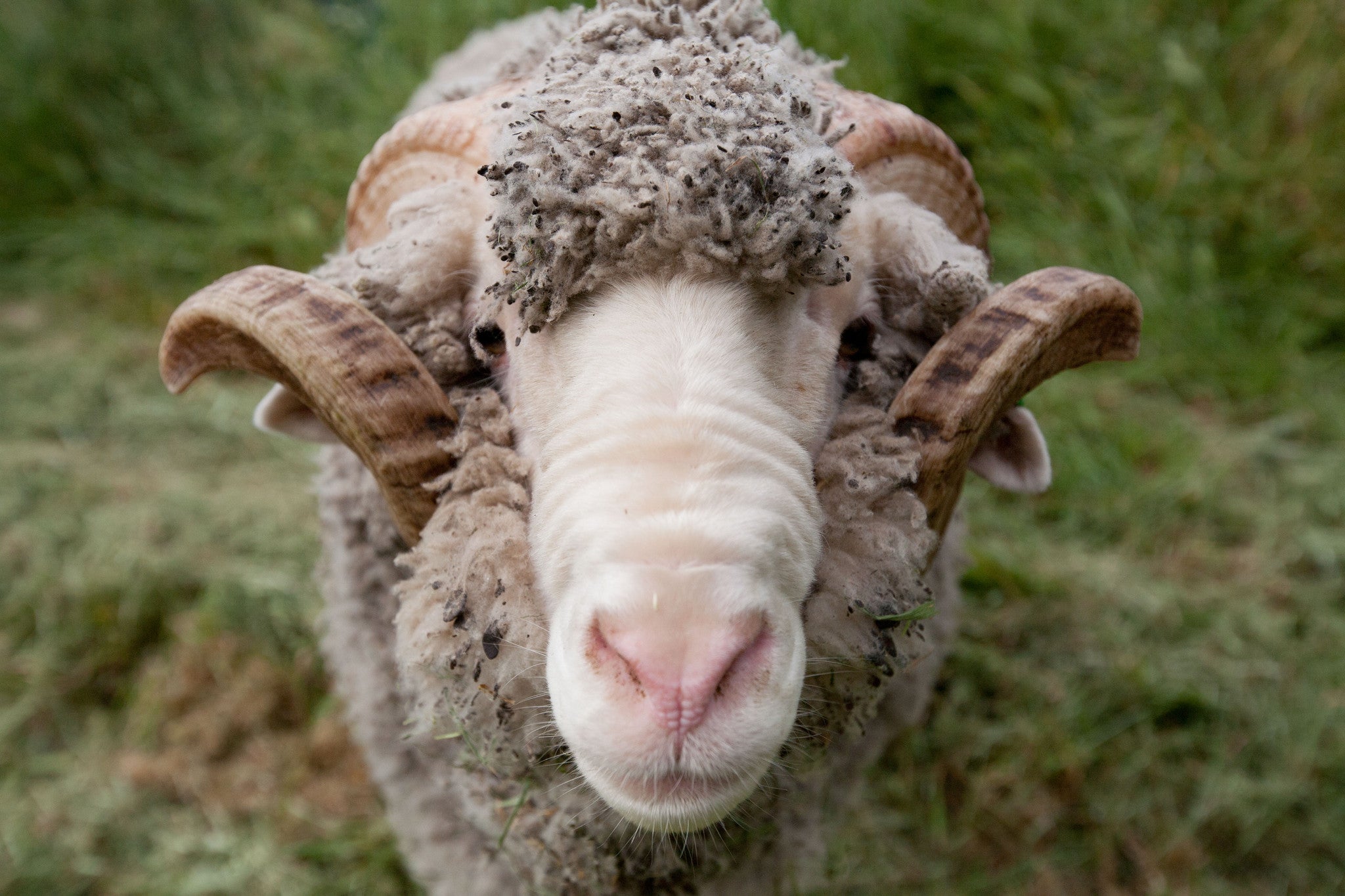 a closeup of a Merino sheep's face
