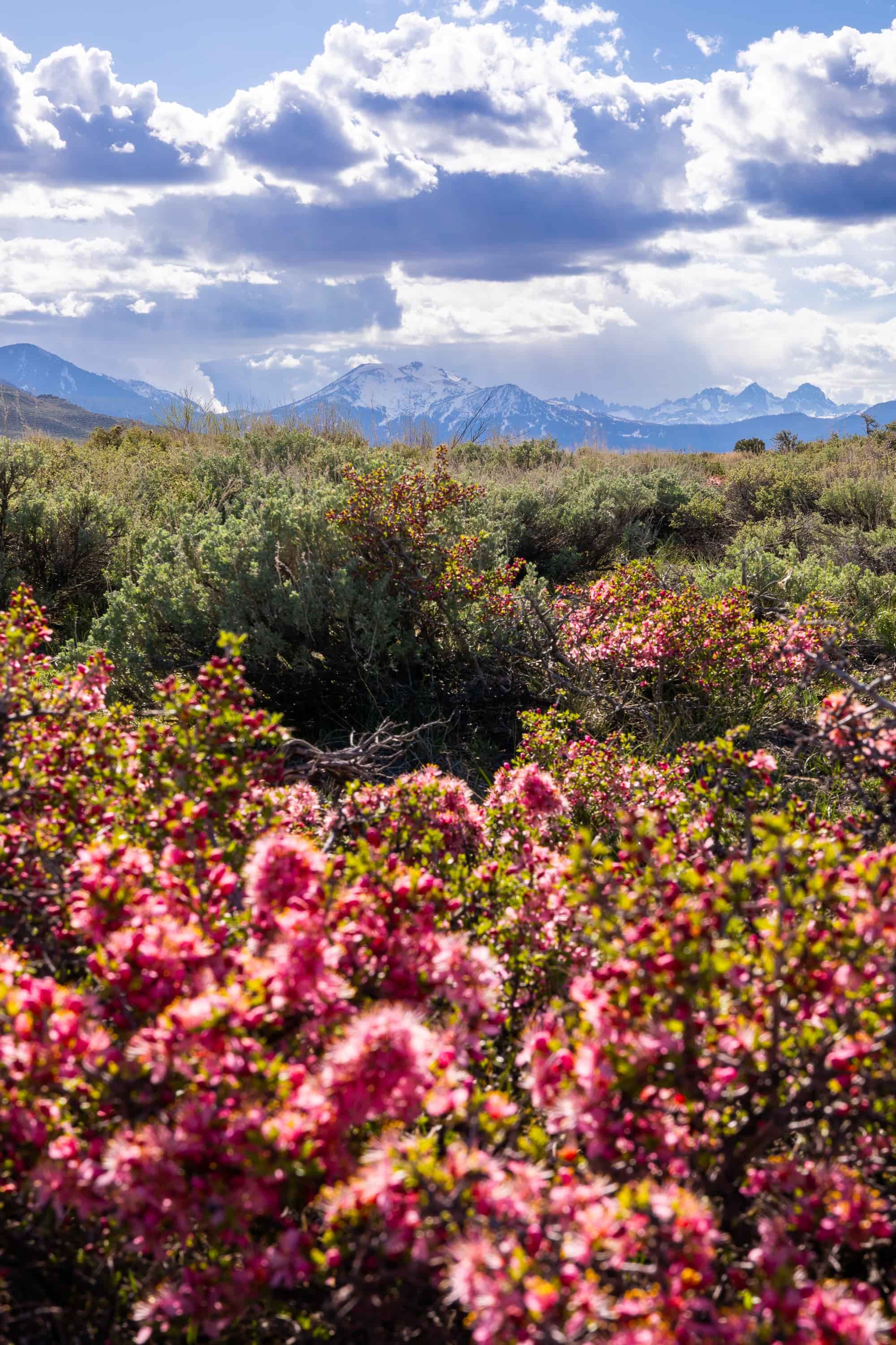 Pick One Spring Spring Picks – Ridge Merino