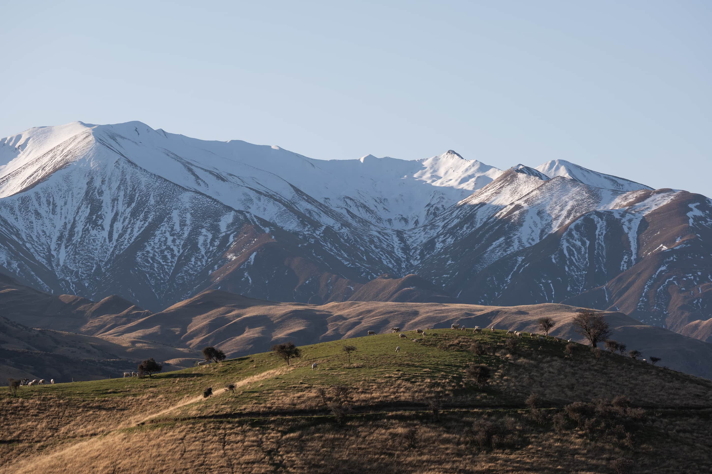 New Zealand Merino wool sheep grazing in a green pasture beneath big mountains