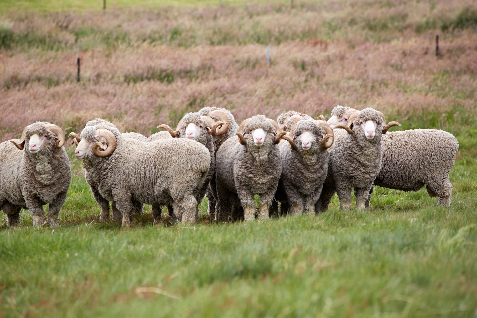 Merino_wool_sheep_Woolmark_2.jpg