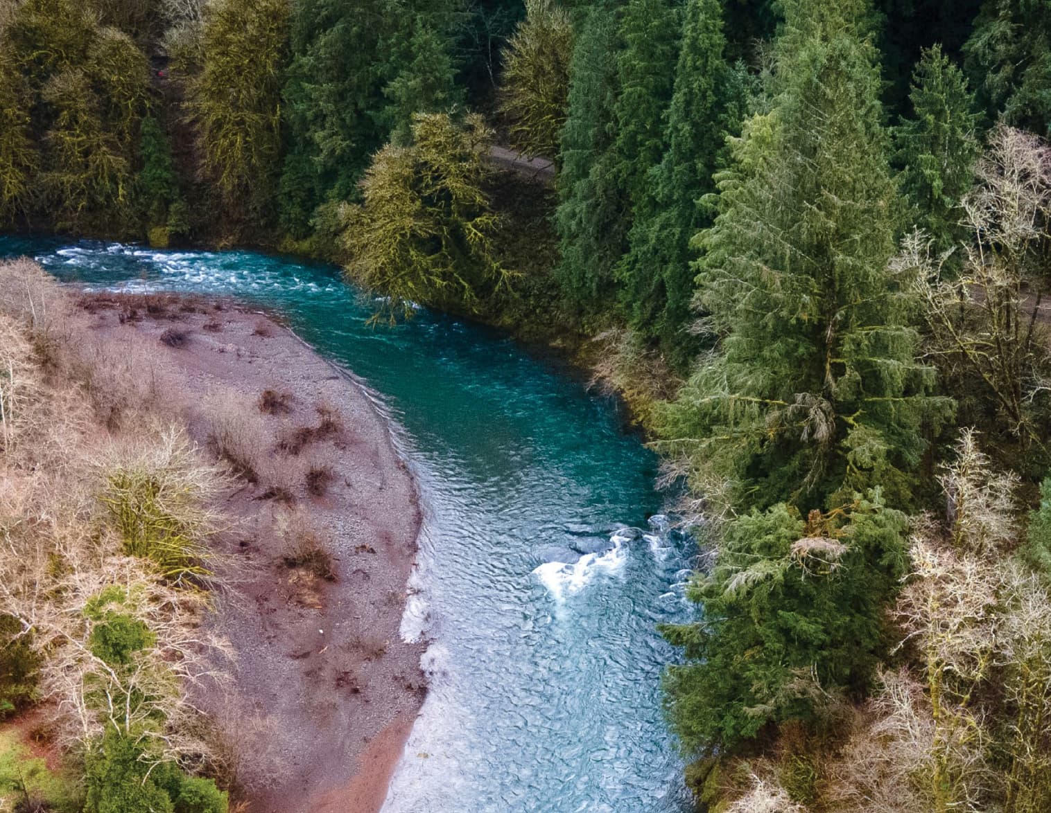 a river going through a forest