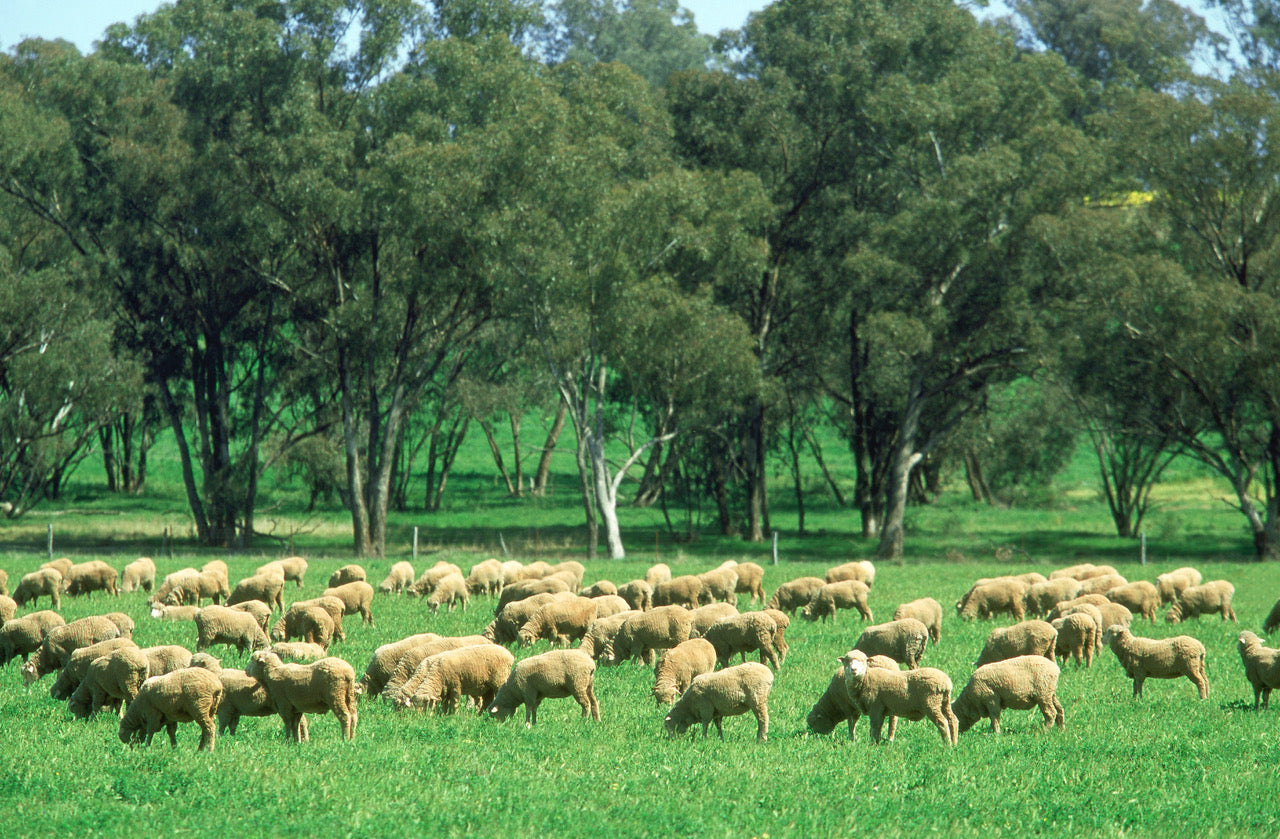 Merino sheep grazing in a green pasture